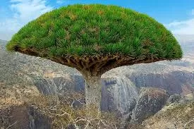 اليمن: منتدى "مناخ مستدام" في سقطرى يوصي بوضع خطة وطنية للتعامل مع مخاطر التغير المناخي