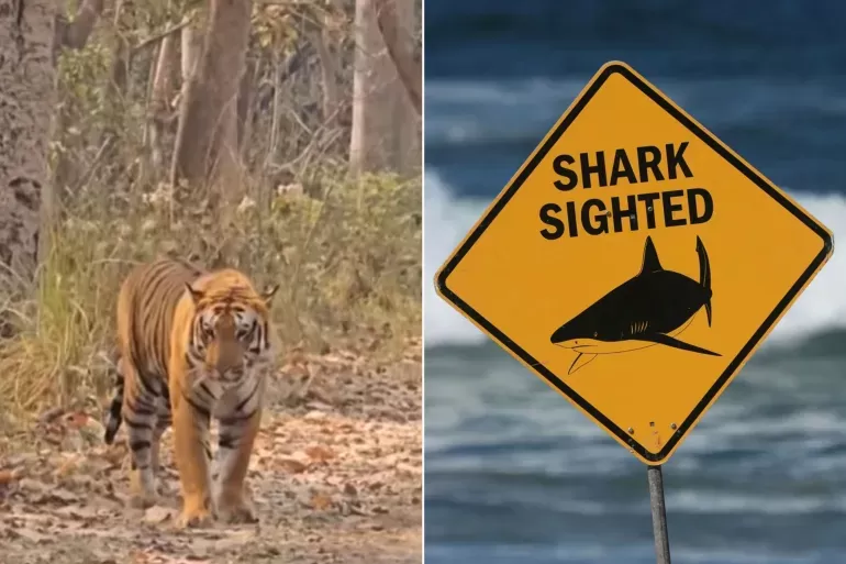 Predator attacks kill two women and injure two children in Australia and India.