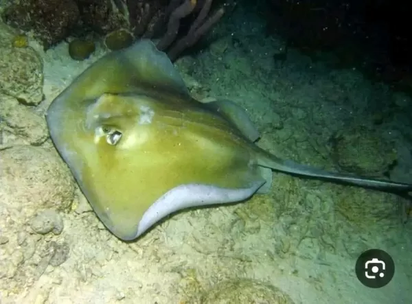 خفر السواحل اليمنية يحذر من السباحة قبالة سواحل عدن وأبين وشبوة بسبب سمكة «أبو سَفَن»